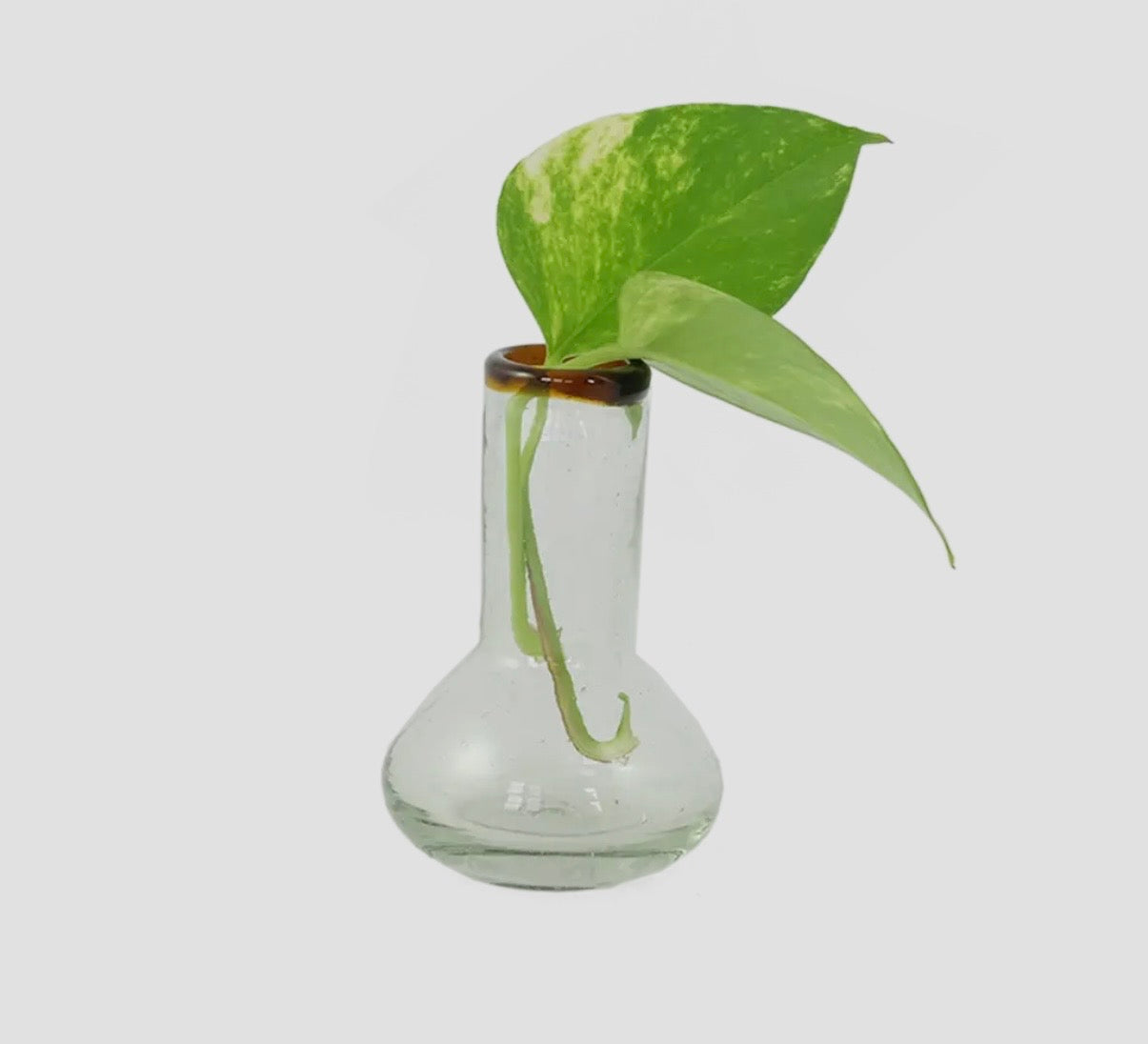 Glass Bulb Bud Vase